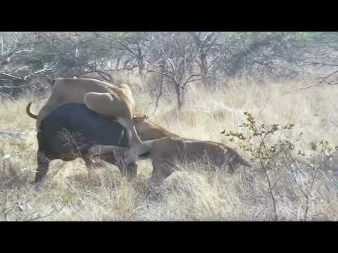 Lion and Buffalo in an Epic Face-Off!