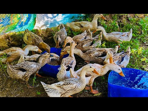 Just buy fifteen ducks from market and look it so happy 😀🥰