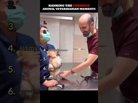 Ranking The Funniest Animal Veterinarian Moments
