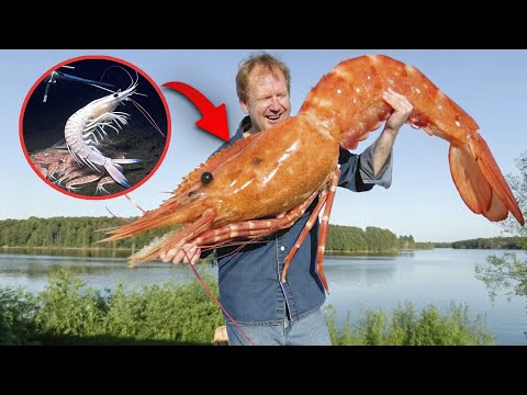 Это Самая Большая Креветка в Мире