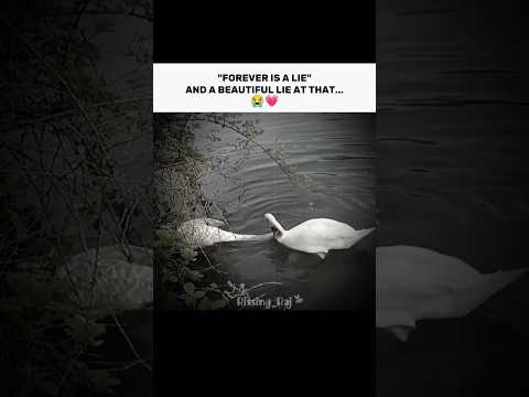 FOREVER IS A LIE 🥀❤️🩹||#relatable #forever #lies #swan #love #loyalty