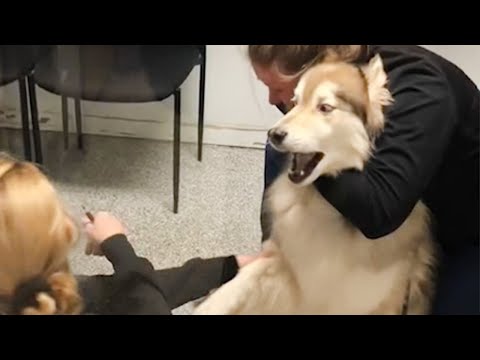 Husky's freaking out when realize he is in the vet 🤣 Funny Dog's Reaction