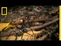 Ants in Costa Rica: A Study of Their Behavior