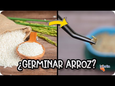¿Se Puede Germinar Arroz De Supermercado? Te enseño Como Lo Hice || La Huertina De Toni