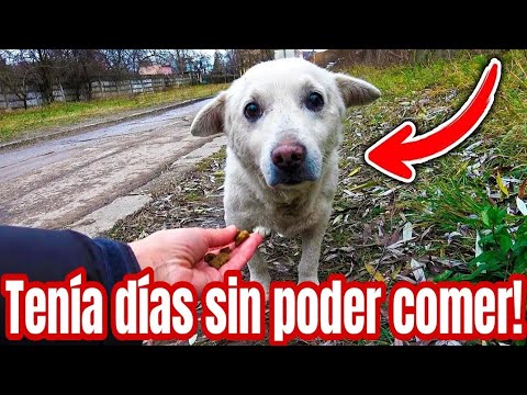 "Esta perrita  dejó de comer y lo qué pasó después con ella te hará llorar"