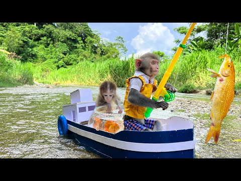 Funny baby monkey Bim Bim and Obi looking for koi fish and catching a lot of cute fish to raise