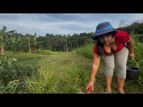 rezeki nomplok | panen ikan louhan liar di sungai kecil tepi hutan