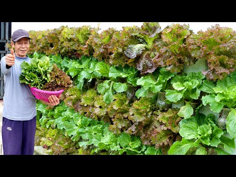 Amazing vertical garden, growing vegetables on the wall to provide for the family