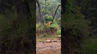 choti Madhu’s Cubs😍🐯🐅 sighting  Dewada, Tadobaandharitigerreserve #tiger #tigerspotted #tigerspotted