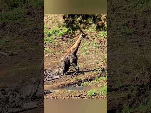 दलदल में फँसा नन्हा जिराफ 😱 | #shorts #viralvideo #animalrescue