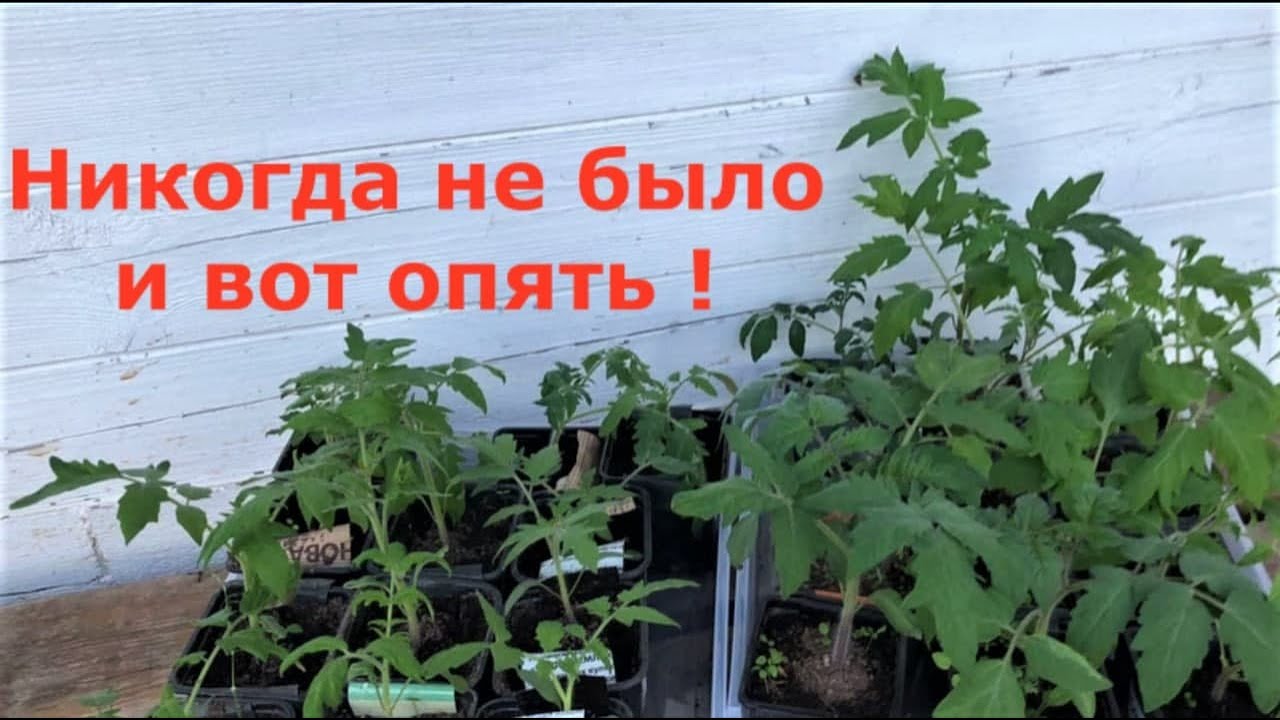 Гибнет рассада томатов! Что делать?