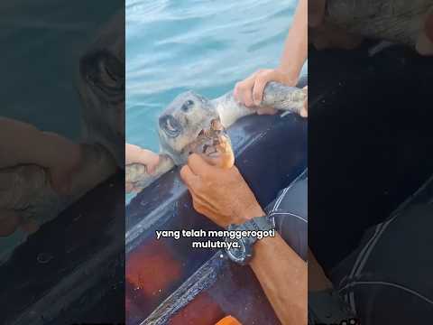 Menyelamatkan Seekor Penyu 🐢