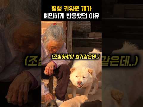 어미개가 예민하게 반응한 까닭
