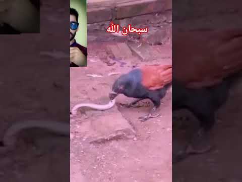 طائر الوقواق #اكسبلور #ولده #ضحك #الوكره #المغرب #المراه #funny #التغطيه #ترند