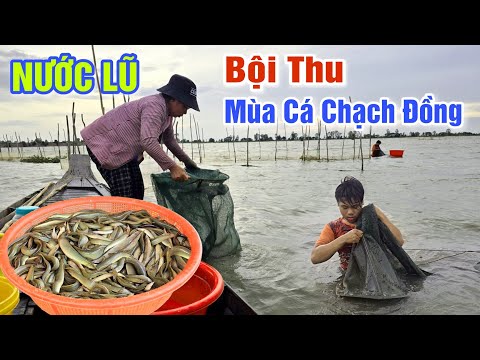 NƯỚC LÊN QUÁ CAO THĂM DỚN TRÚNG LUỒNG CÁ CHẠCH ĐỒNG MÙA NƯỚC NỔI - CUỘC SỐNG VÙNG NƯỚC LŨ