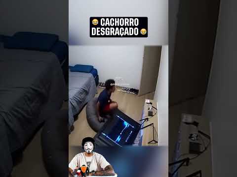Cachorro Travesso Quebrou a TV