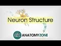 Nervous System Cell Functions