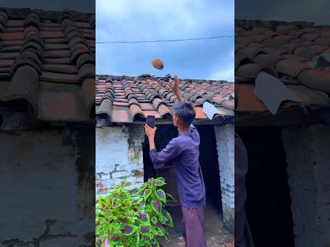 Nature coconut 🥥 amazing videography creative short #amazing #farming #nature #videography #shorts