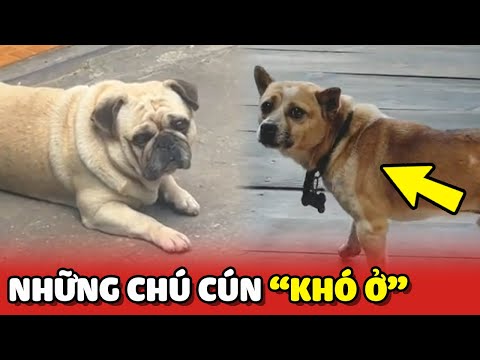 Cô gái đi Đà Lạt gặp toàn những em cún KHÓ Ở 😂