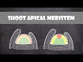 Shoot Apical Meristem Concepts
