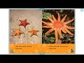 Sea Star Anatomy and Behavior