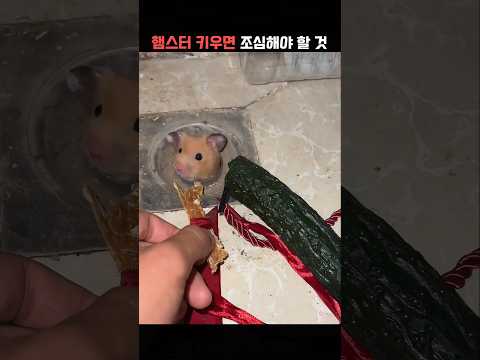 햄스터 키우는 사람 주의 해야할 점..