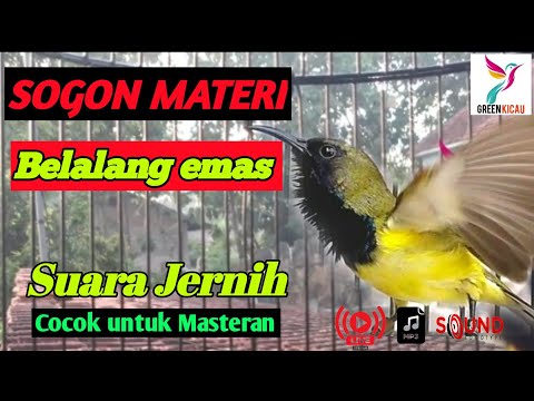 Sogon Nembak Belalang emas, Volume Melengking