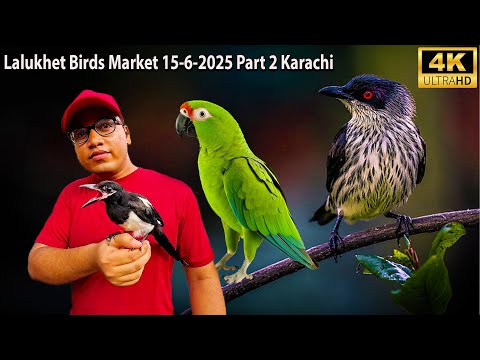 Lalukhet Birds Market 15-6-2025 Part 2 Karachi | Exotic and Rare Birds and Parrots Market