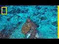 Octopus Behavior and Adaptations