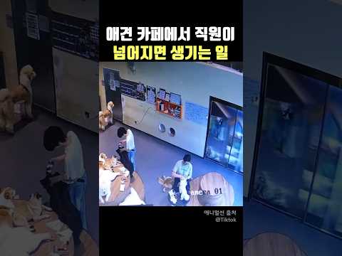 애견카페에서 직원이 넘어지면 생기는 일