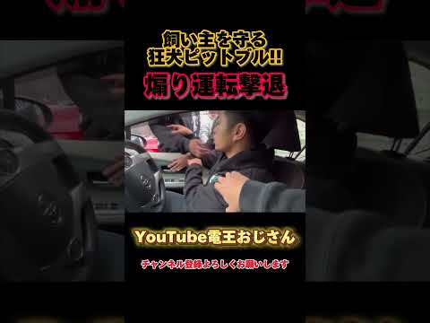 煽り運転から飼い主を守るピットブルがカッコイイ #煽り運転 #ピットブル #撃退