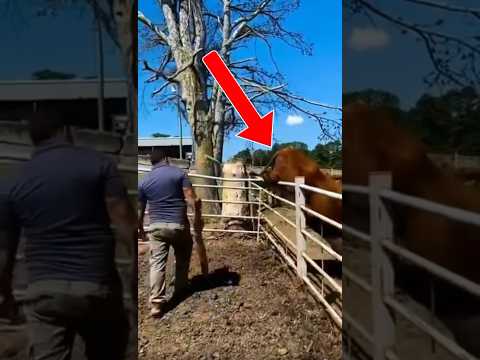 Unbelievable Cow Stuck in Cattle Panels
