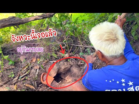 โคตรหมานถ้ำเดียว 4 หางตัวอย่างใหญ่ คนละสายพันธุ์อยู่ด้วยกันได้ไง ??