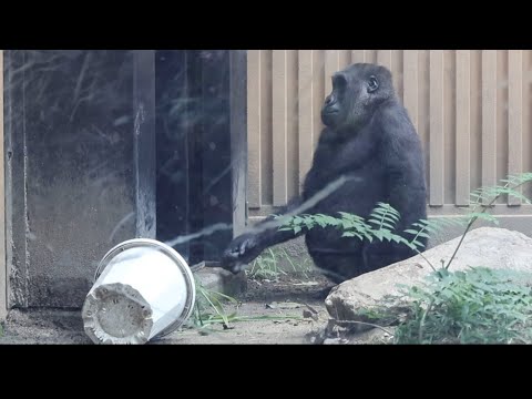 柵越しに小競り合いする父と兄を心配そうに見る子ゴリラのキンタロウ⭐️Gorilla【京都市動物園】Kintaro becomes worried when he sees angry father.