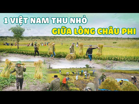 Linh Philip || Team Châu Phi Ra Quân - Ngày Hội Gặt Lúa !!! Tại Việt Phi FARM