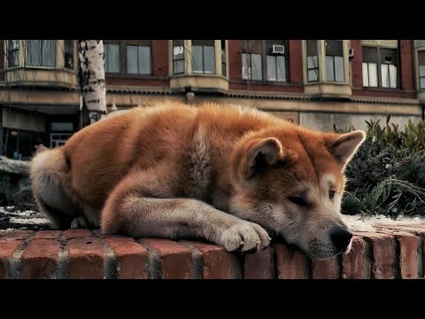 He waits for 9 years at the same spot for his master return