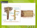 Plant Water Absorption Mechanisms
