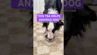 Anxious dog recipe to calm #reactivedog
