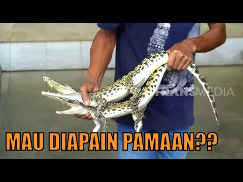 Ternyata Sesama Buaya Suka Membully Sob! | SI OTAN