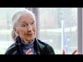 Jane Goodall's Conservation Efforts