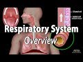 Respiratory System Functions and Structures