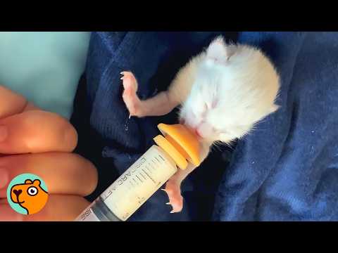 Kitten Smaller Than a Mouse Grows Up Into a Blizzard | Cuddle Buddies