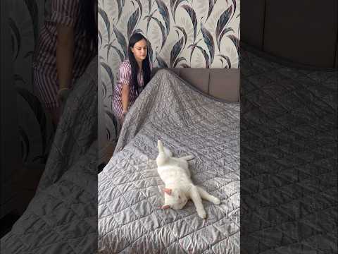 Sweet Dreams #shorts by Zara_Cool #comedy #cat #dog #snow #funny