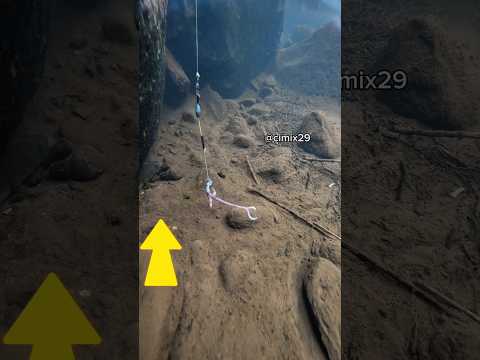 Seekor Channa Limbata Berteduh di bawah Batu