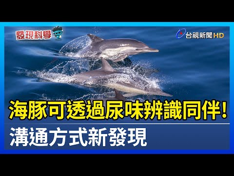 海豚可透過「尿味」辨識同伴！溝通方式新發現【發現科學】 - YouTube