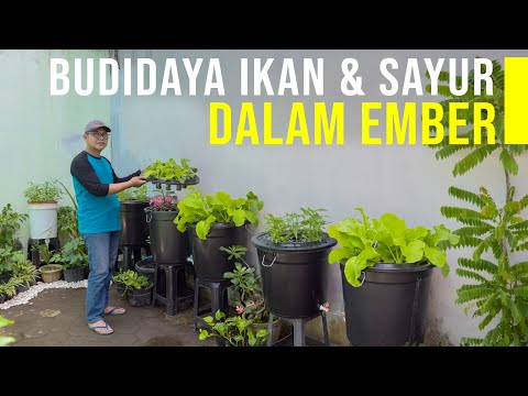 Meraup Untung dari Budidaya Ikan dan Sayur Dalam Ember - BUDIKDAMBER