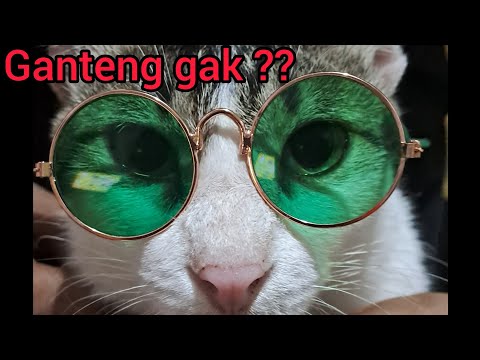 kucing pake kacamata, mirip BOBOHO 🤣😂