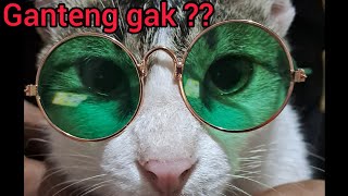 kucing pake kacamata, mirip BOBOHO 🤣😂