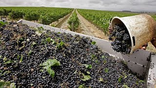 YouTube video thumbnail: South Africa's Winegrowers Working to Stay one Step Ahead of Warming Planet