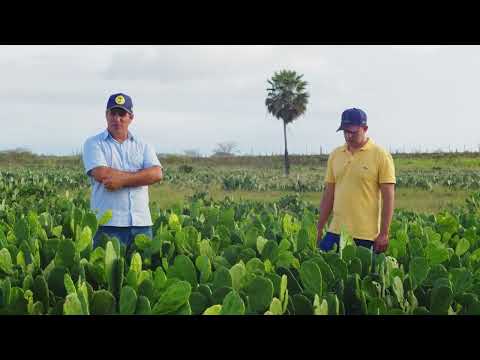 CONHEÇA NOVA OPÇÃO DE PALMA - VARIEDADE CALIFÓRNIA